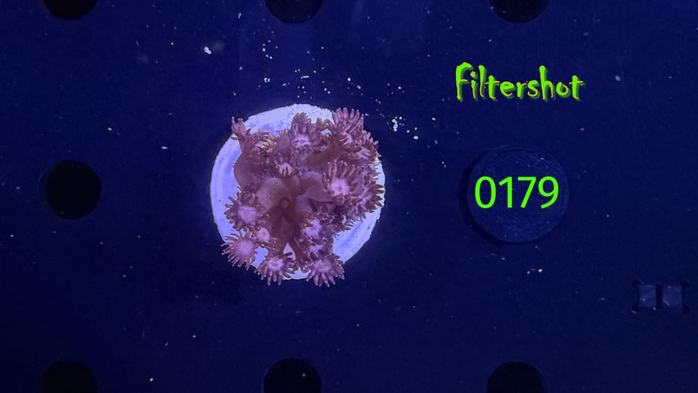 Goniopora sp. - "rot/pink" 0179