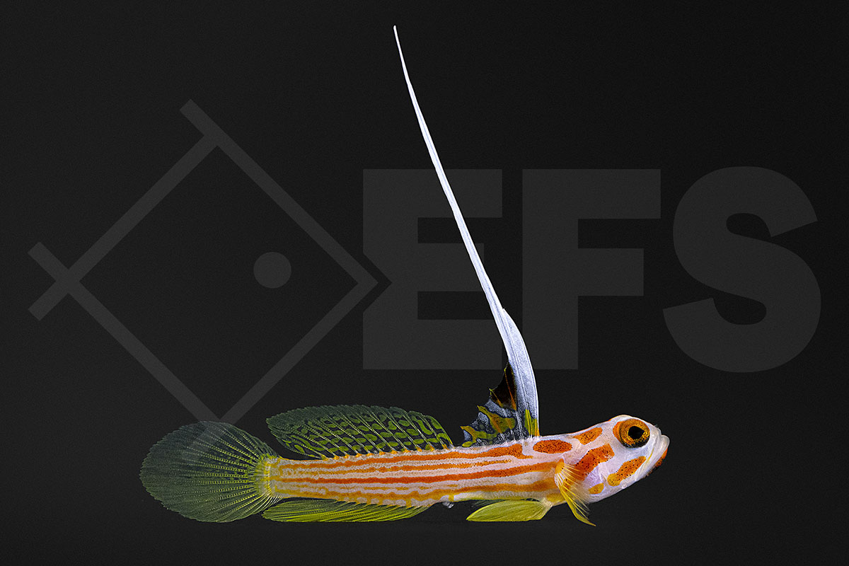 Stonogobiops yasha - Yasha Grundel