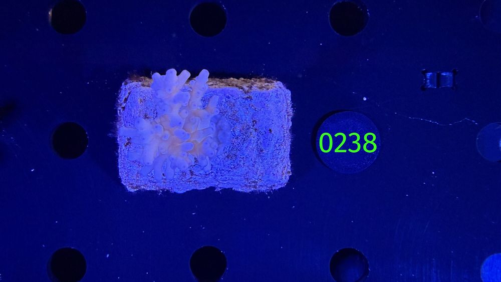 Acropora sp. WYSIWYG 0238