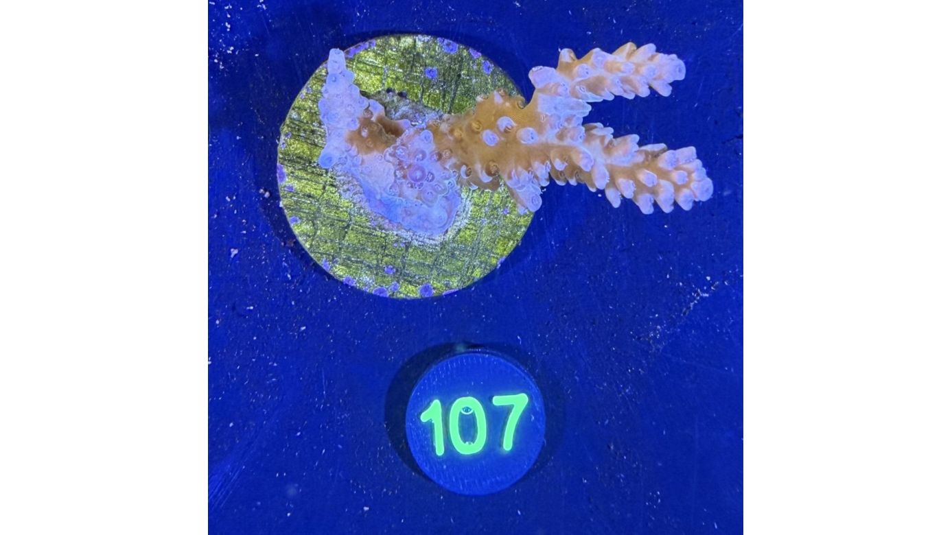 Acropora sp. WYSIWYG 0107