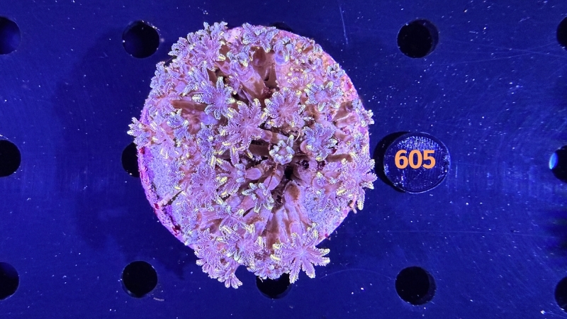 Clavularia sp. WYSIWYG 0605
