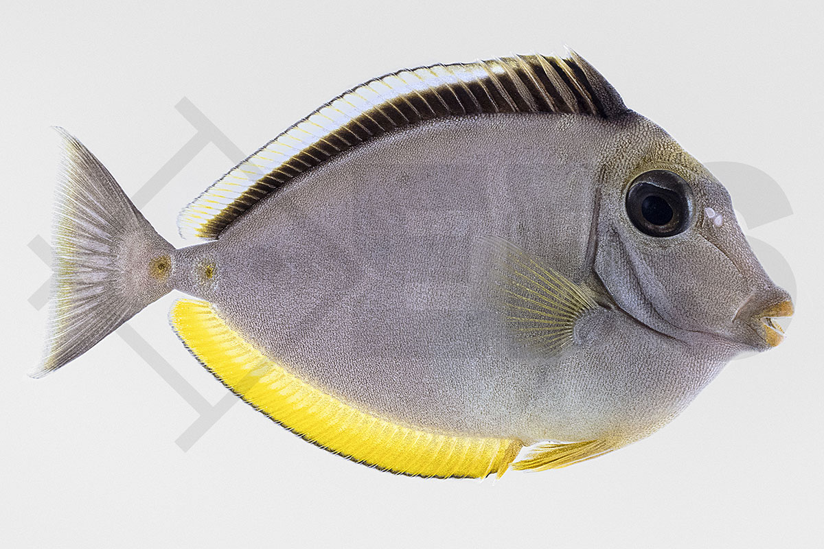 Naso lituratus - Kuhkopf- Doktorfisch