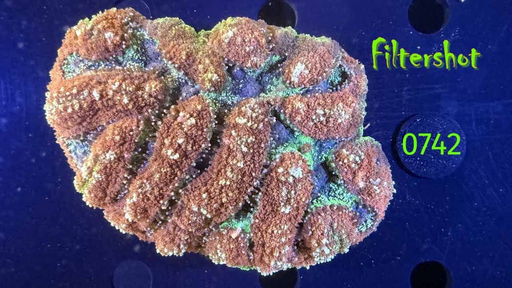 Symphyllia sp. WYSIWYG 0742