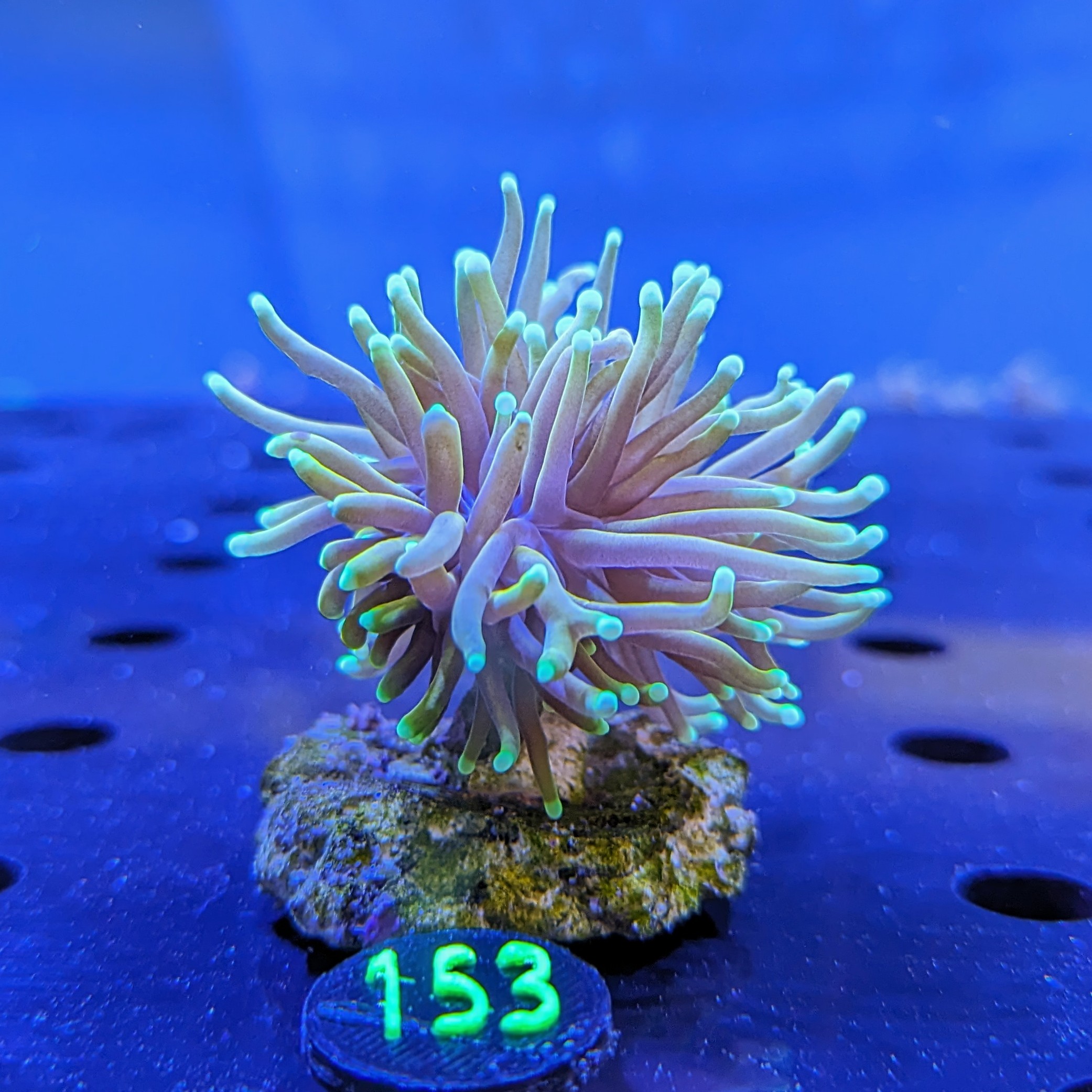 Euphyllia glabrescens - Fackelkoralle Gold-Hellfire Deutsche Nachzucht 0153