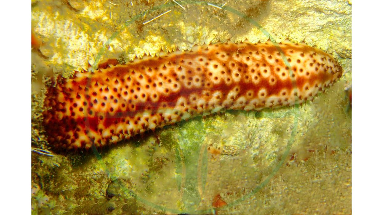 Holothuria thomasi - Tigerschwanzseegurke