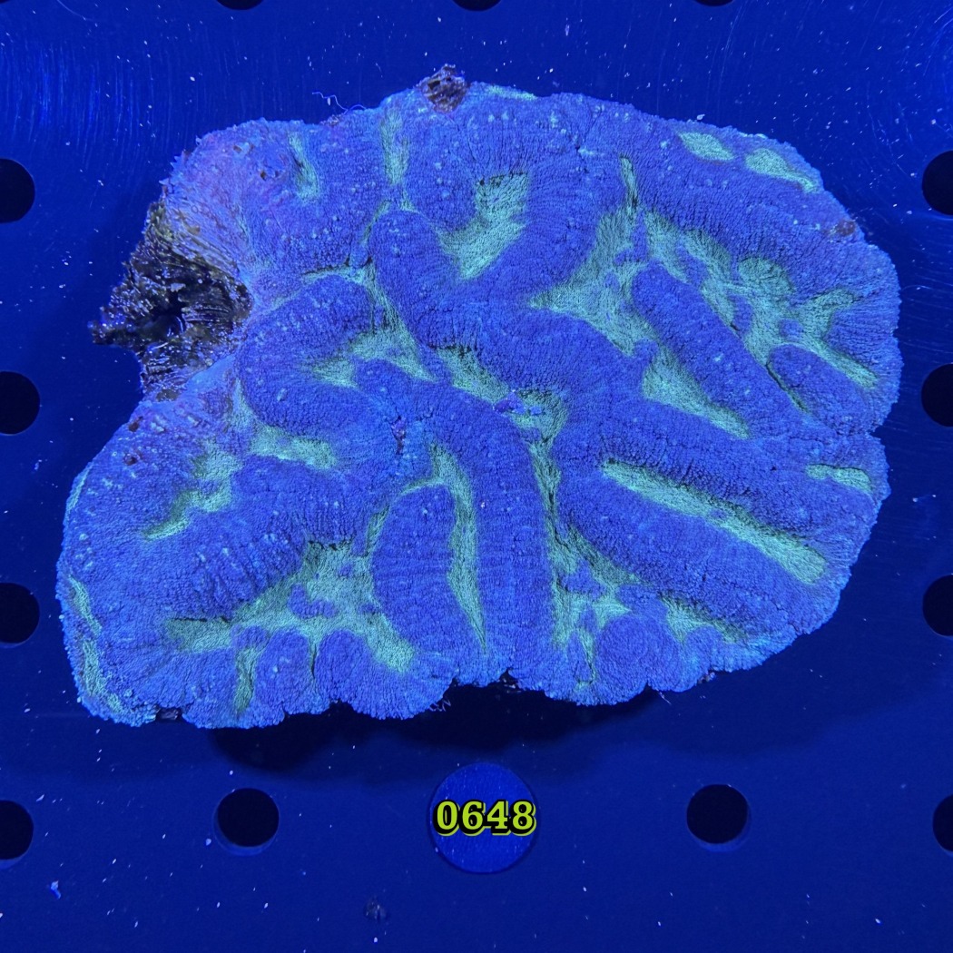 Lobophyllia sp. WYSIWYG 0648