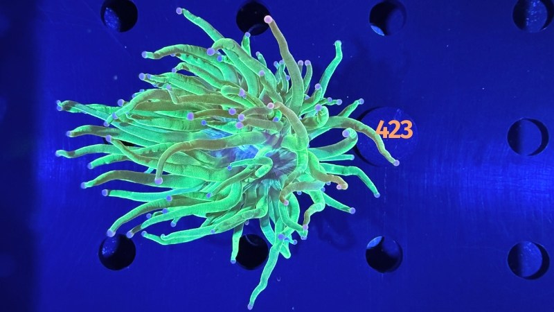 Euphyllia glabrescens - Fackelkoralle Torch "Toxic green" 0423