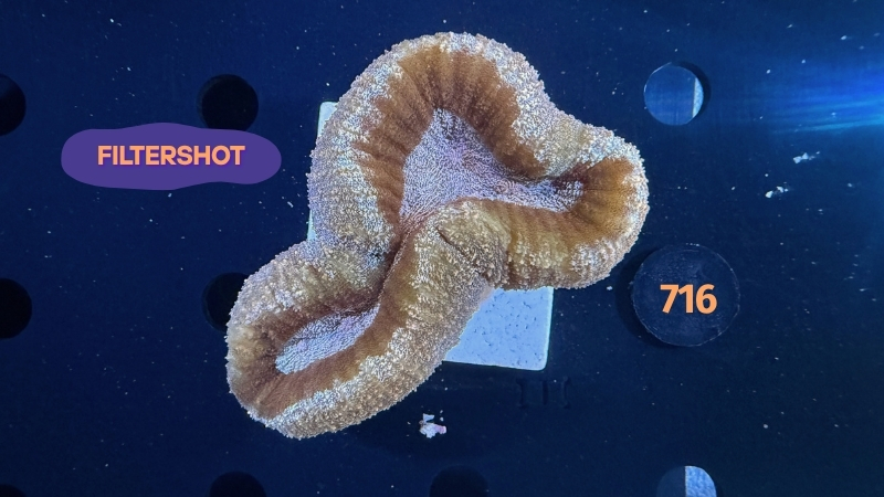 Lobophyllia sp. WYSIWYG 0716
