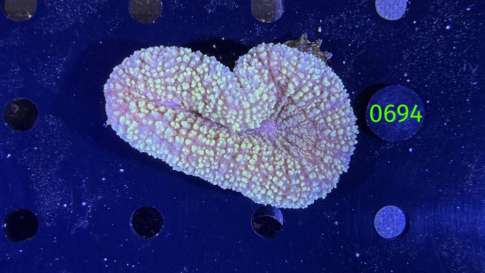 Lobophyllia sp. WYSIWYG 0694