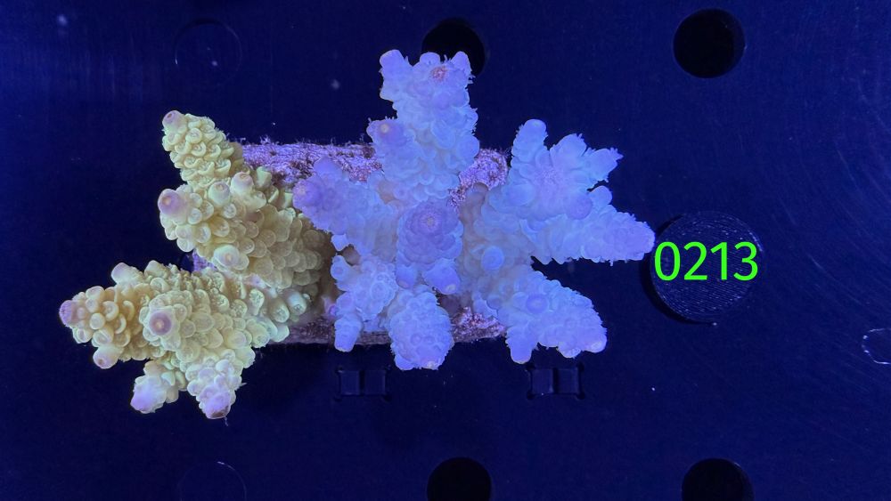 Acropora sp. WYSIWYG 0213