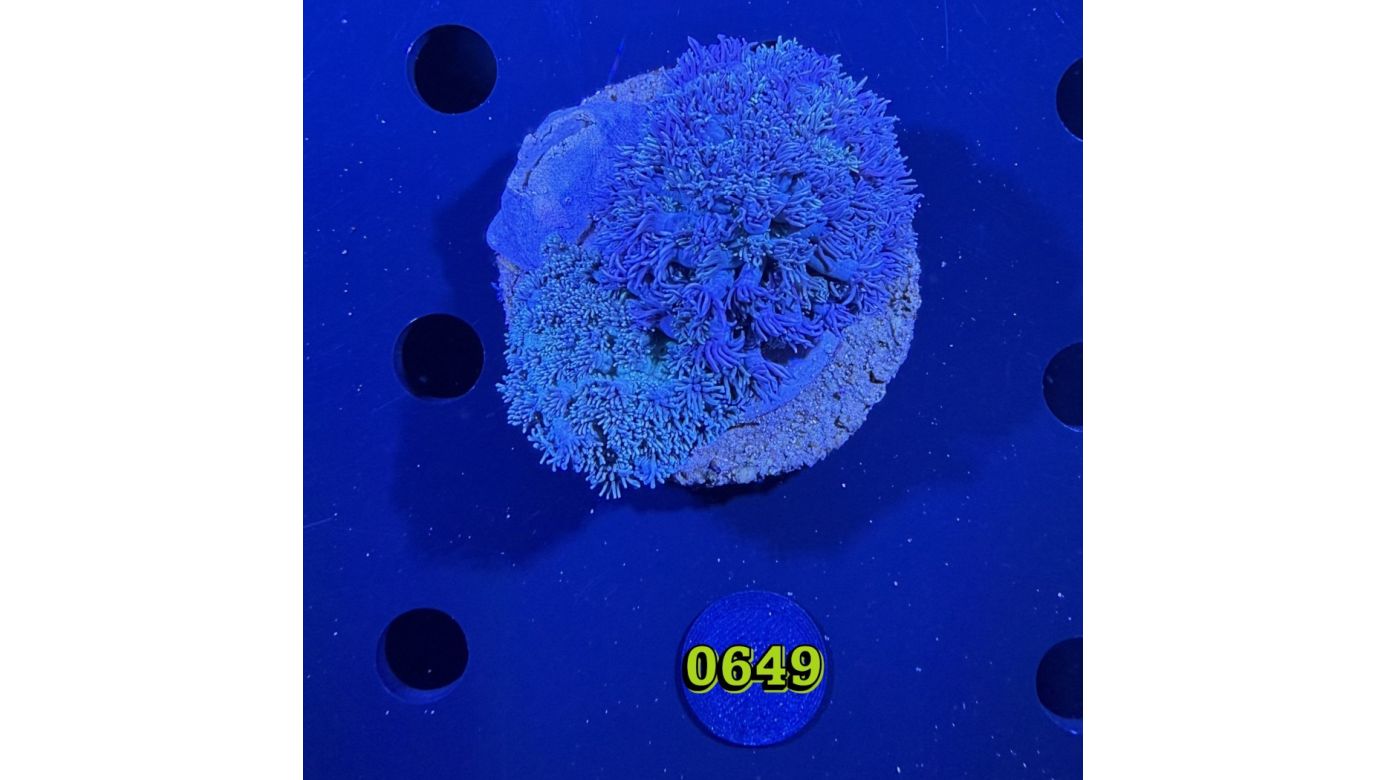 Goniopora sp. WYSIWYG 0649