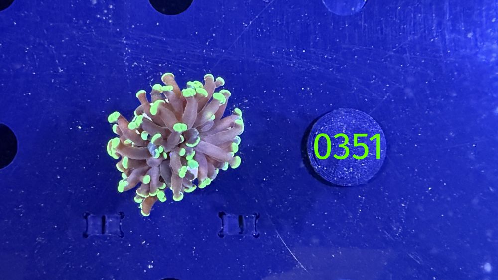 Euphyllia paraancora 1 Kopf "grün"  - Deutsche Nachzucht 0351