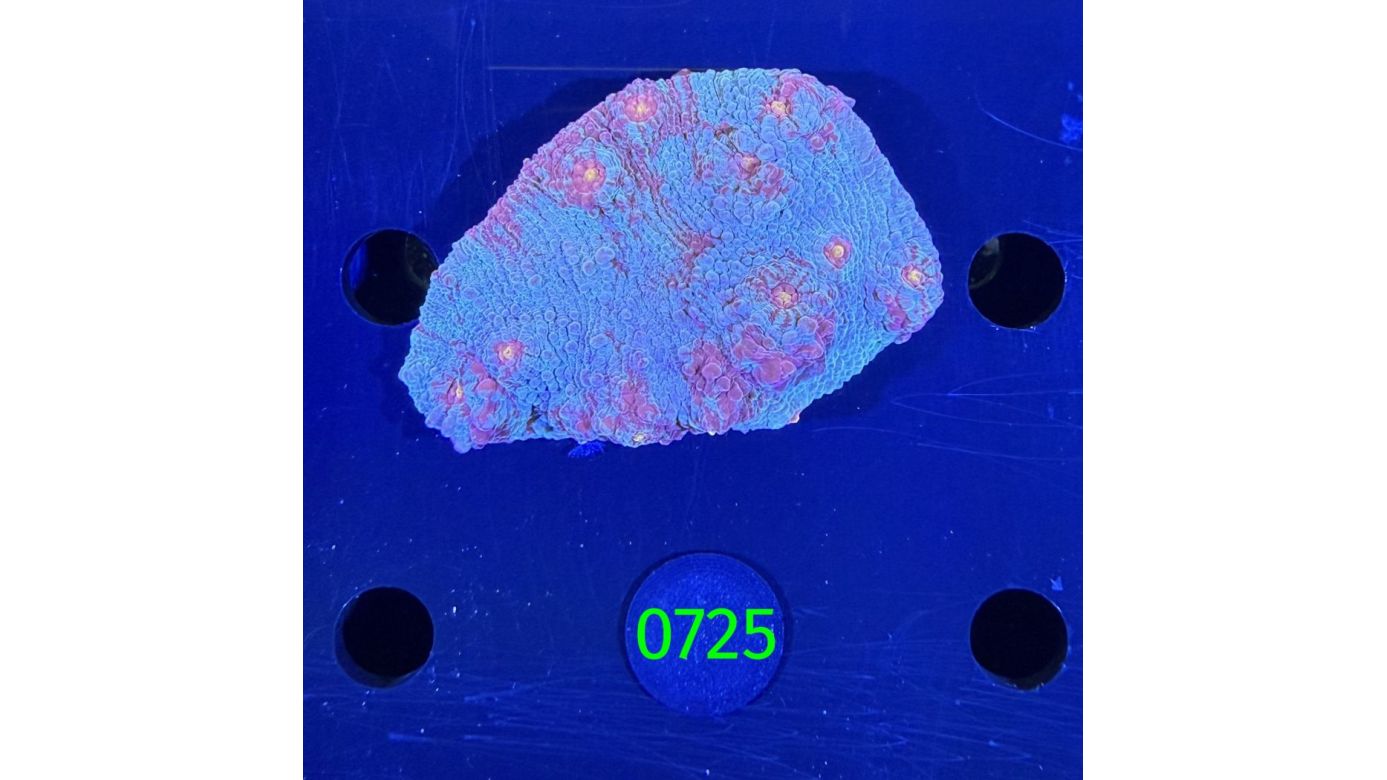 Echinophyllia/Chalice WYSIWYG 0725