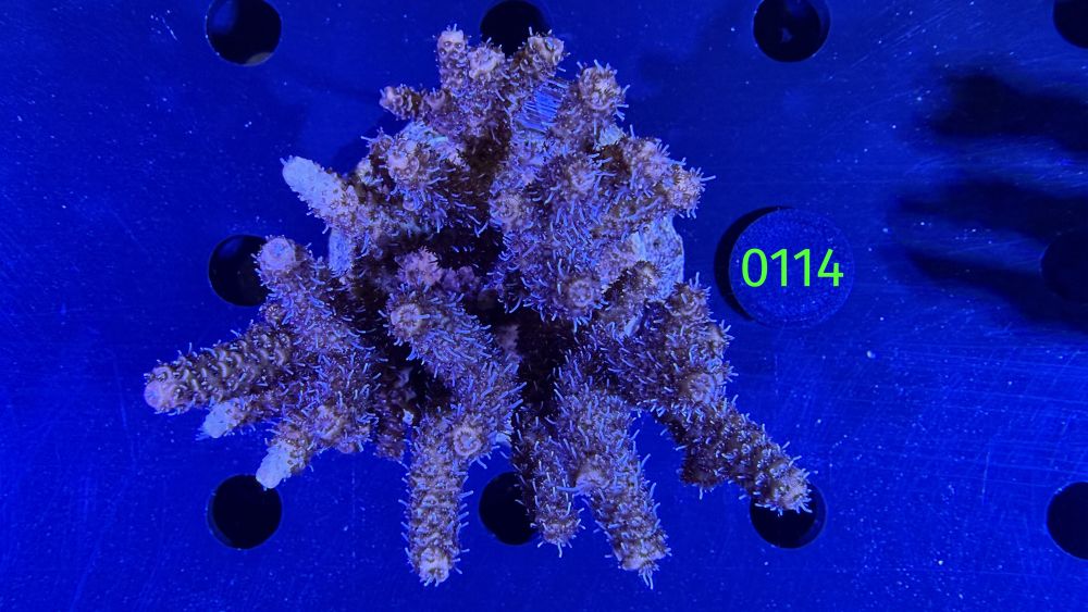 Acropora sp. WYSIWYG 0114