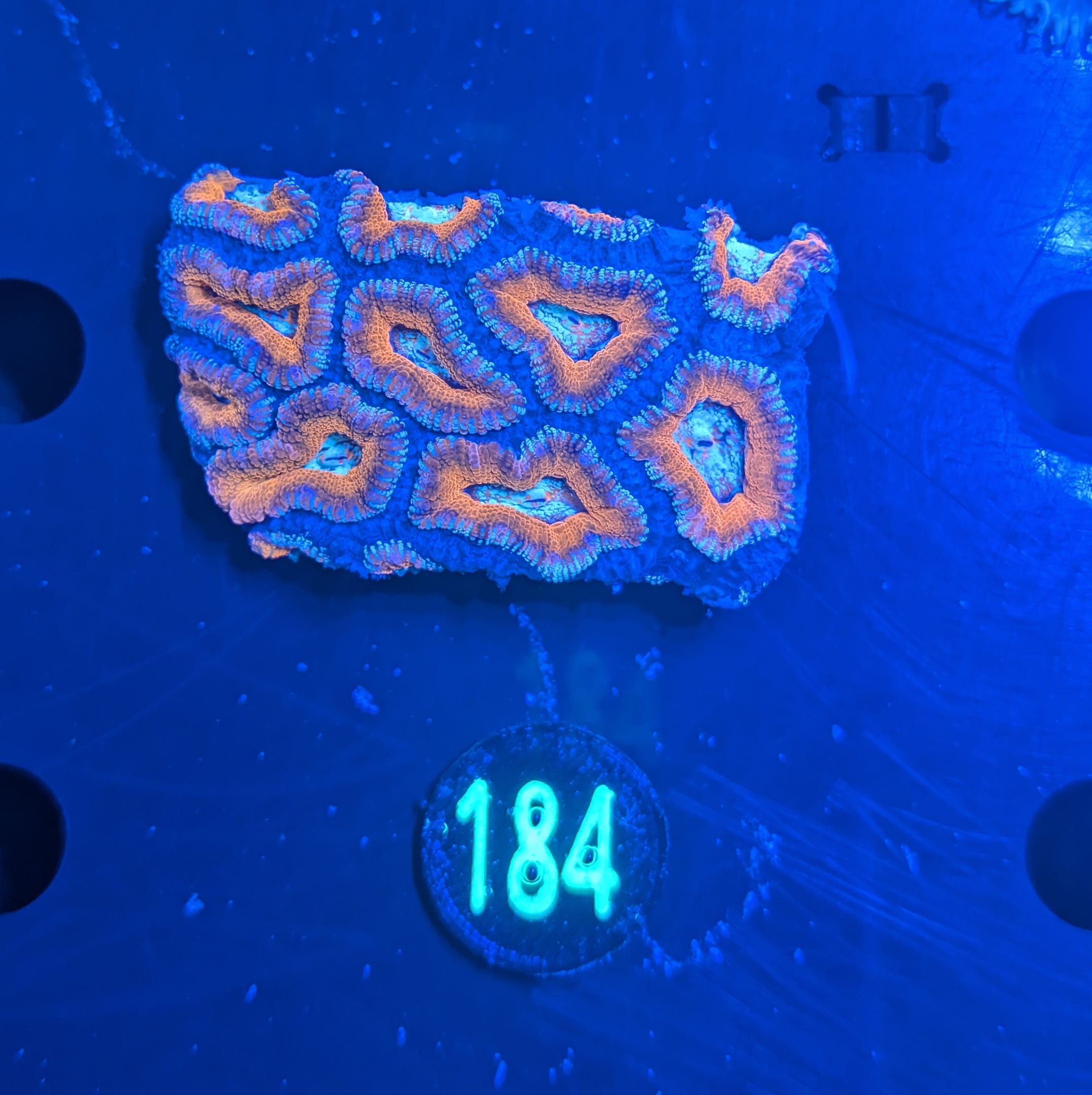 Acanthastrea lordhowensis -Ausi- 0184