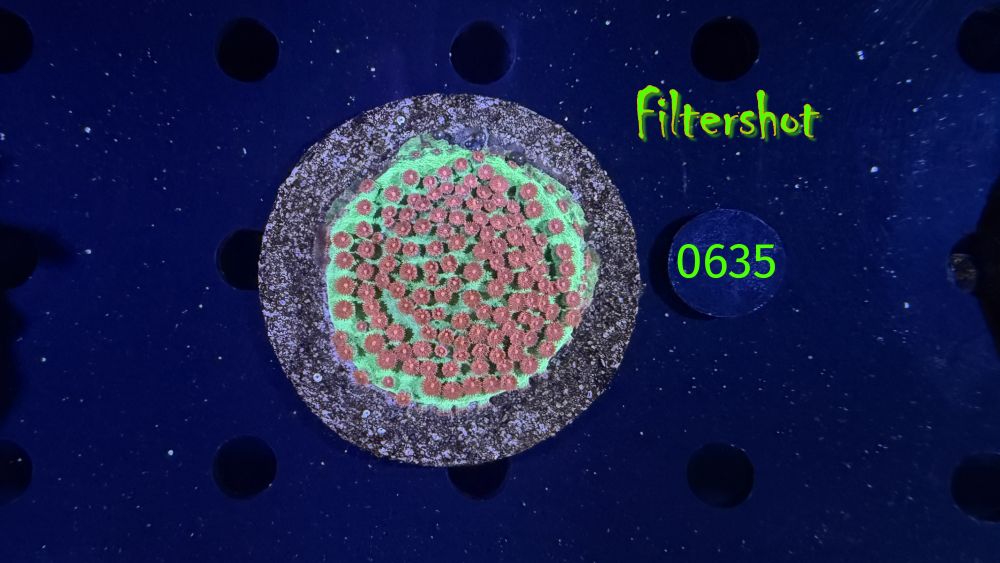 Cyphastrea sp. WYSIWYG 0635