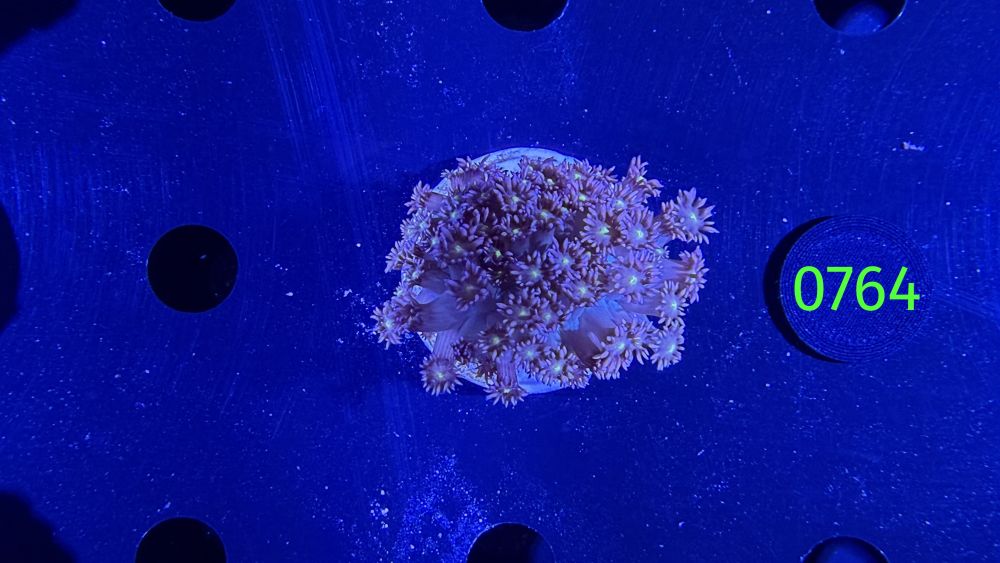 Goniopora sp. WYSIWYG 0764