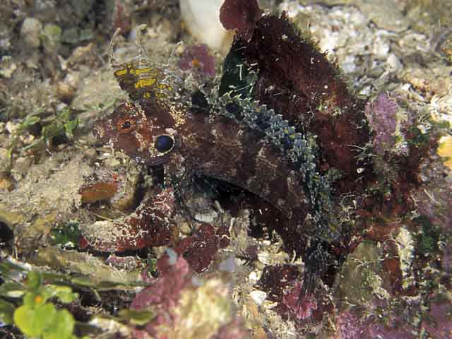 Labrisomus filamentosus - Schleimfisch