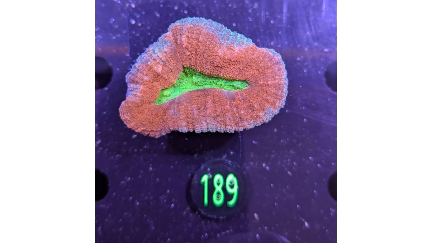 Lobophyllia sp. 0189