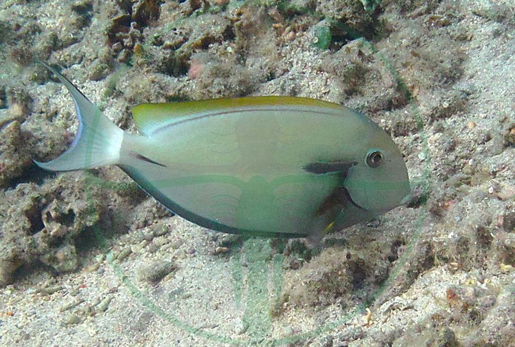 Acanthurus nigricauda - Achselklappen Doktorfisch