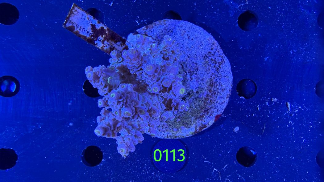 Acropora sp. WYSIWYG 0113