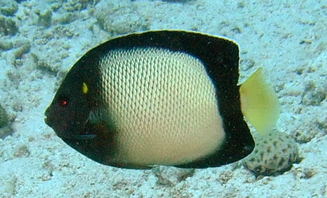 Apolemichthys xanthotis - Arabischer Kaiserfisch
