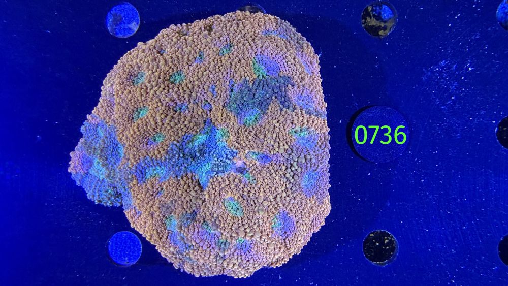 Acanthastrea echinata WYSIWYG 0736