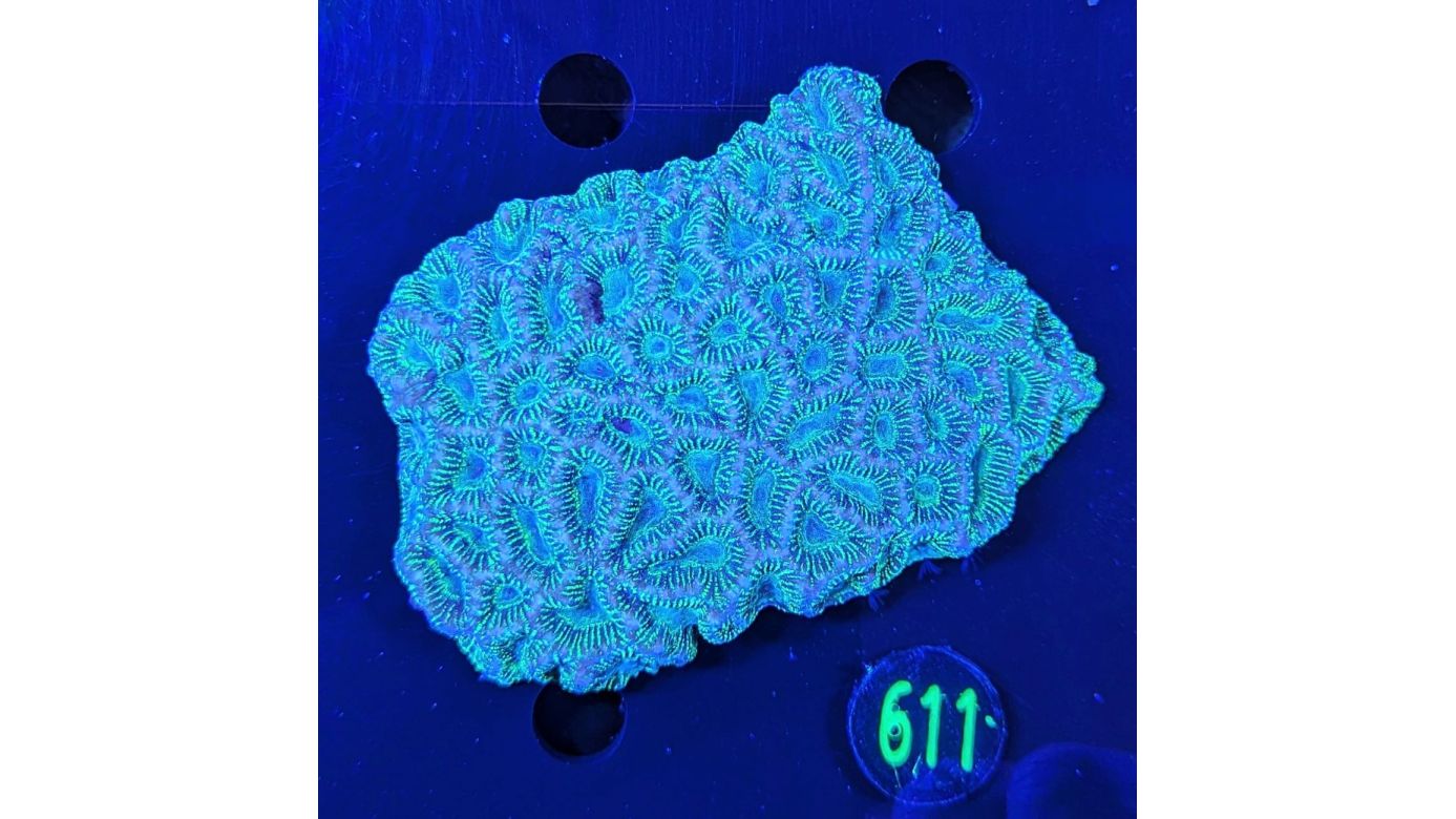 Platygyra grün/gold WYSIWYG 0611