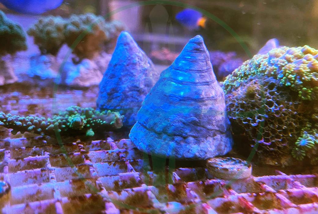 Tectus pyramis - Pyramiden-Kreiselschnecke Algenfresser XL