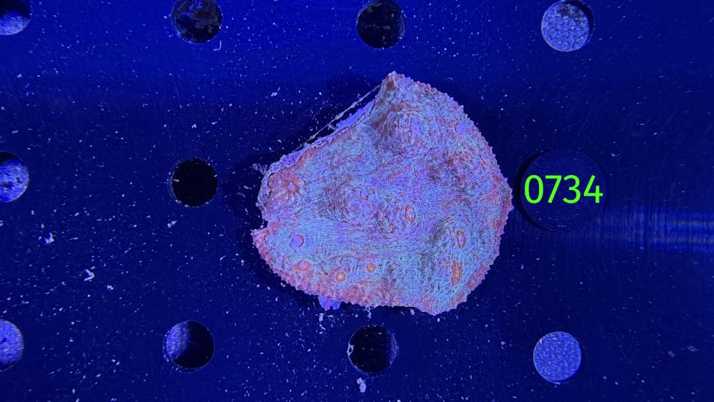 Echinophyllia/Chalice WYSIWYG 0734