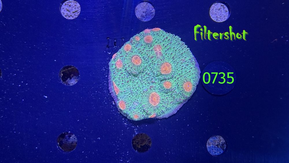 Echinophyllia/Chalice WYSIWYG 0735