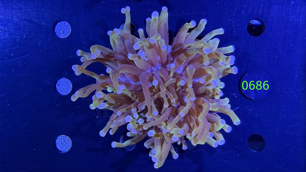 Heliofungia actiniformis WYSIWYG 0686