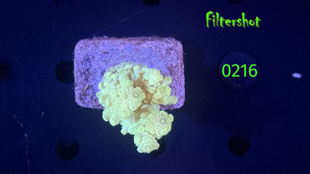 Acropora sp. WYSIWYG 0216