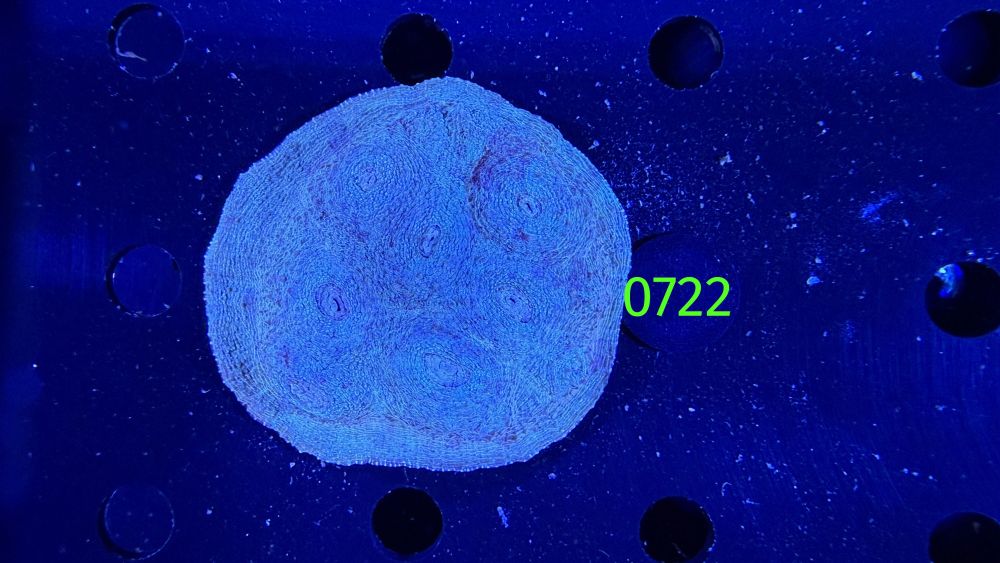 Echinophyllia/Chalice WYSIWYG 0722