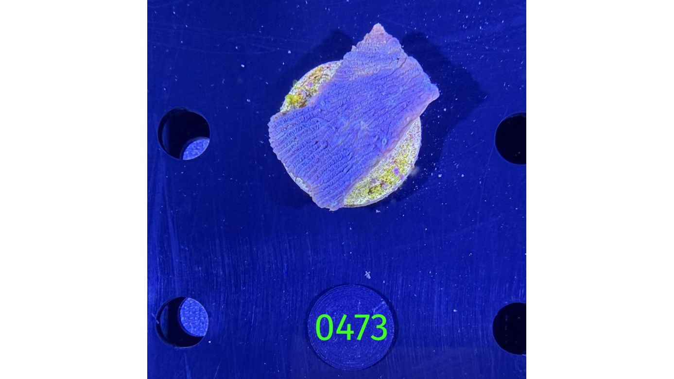 Echinophyllia sp. - Großpolypige Steinkoralle Deutsche Nachzucht 0473