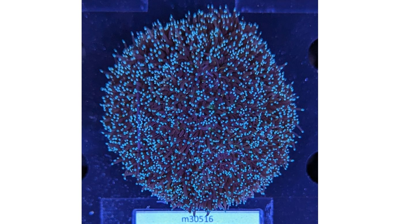 Galaxea fascicularis - Kristallkoralle Gold Deutsche Nachzucht 0049