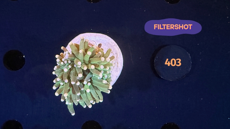 Euphyllia glabrescens - Fackelkoralle Torch 1 Kopf 0403