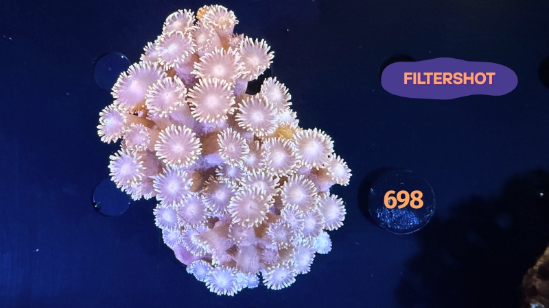 Tubinaria sp. WYSIWYG  0698