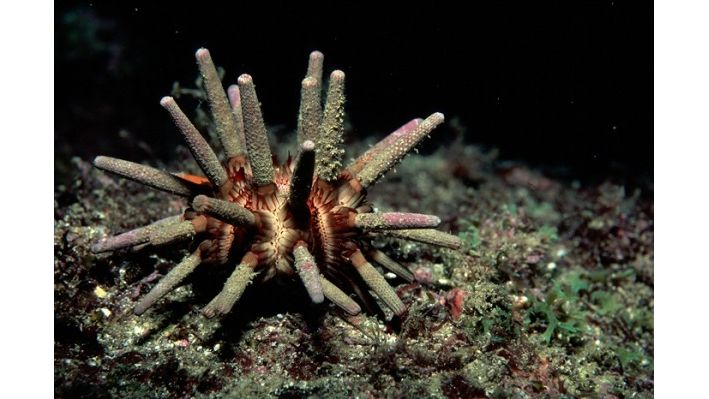 Eucidaris tribuloides - Karibischer Lanzenseeigel