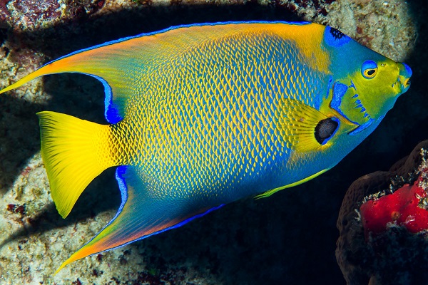 Holacanthus Ciliaris - Diadem-Prachtkaiserfisch