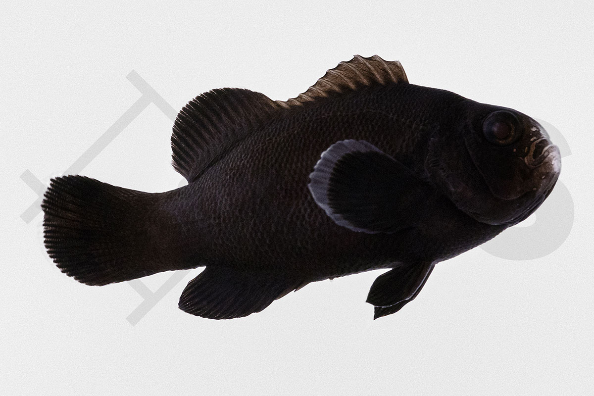 Amphiprion ocellaris - Falscher Clownfisch "Midnight" NZ