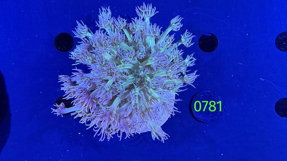 Goniopora sp. WYSIWYG 0781