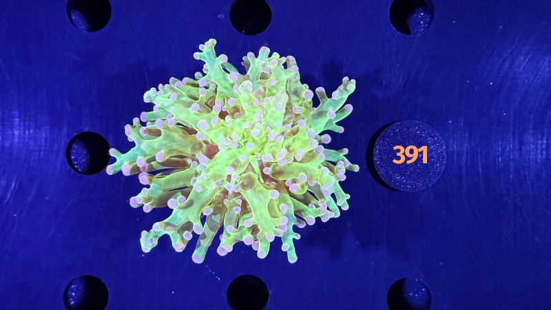 Euphyllia paradivisa - Froschlaichkoralle bicolor 0391