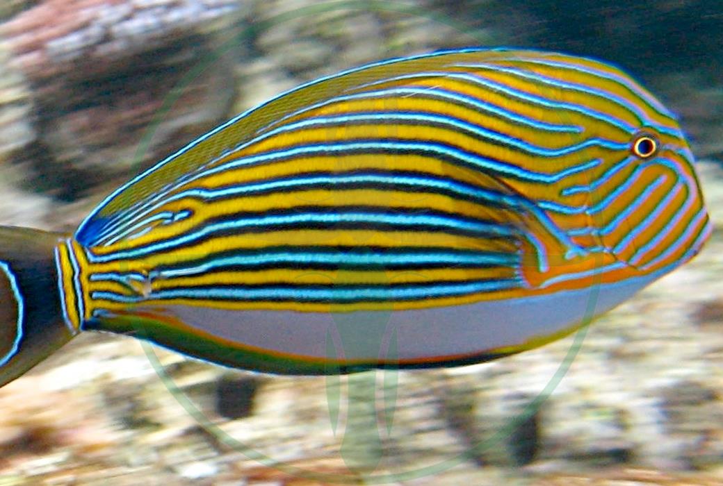 Acanthurus lineatus - Blaustreifen Doktorfisch