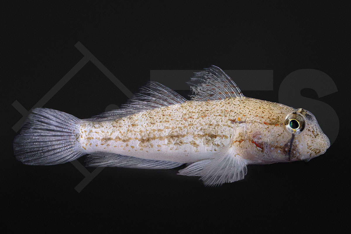 Gnatholepis thompsoni - Goldpunktgrundel