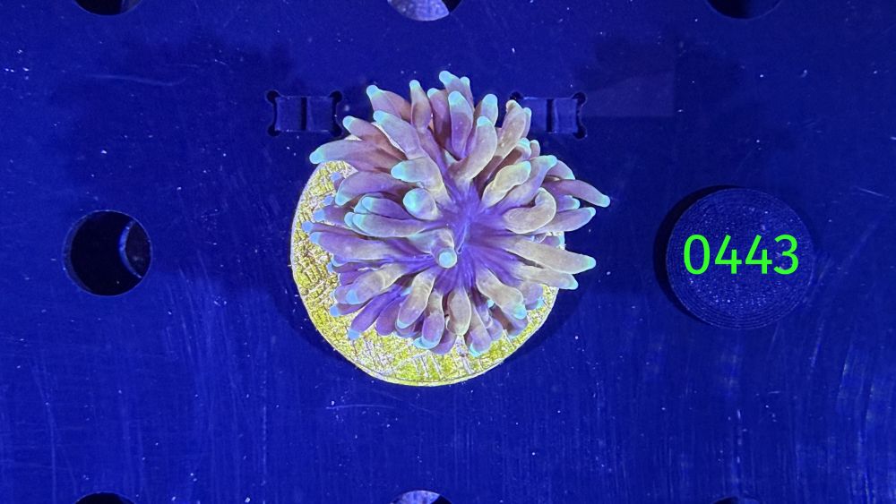 Euphyllia cristata - WYSIWYG 0443