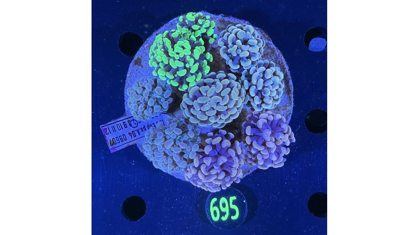 Euphyllia paraancora Kolonie WYSIWYG 0695