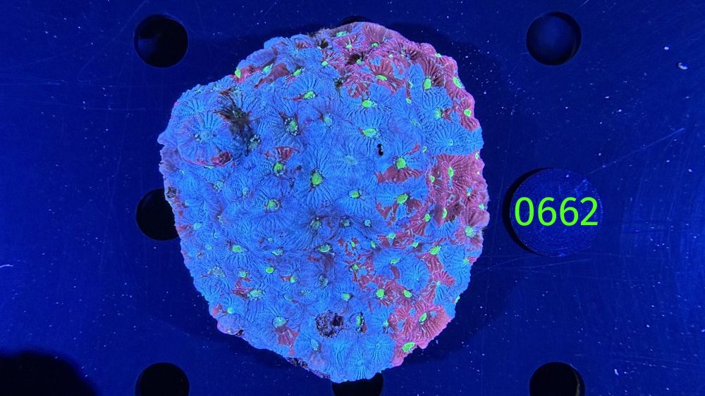 Favia sp. WYSIWYG 0662