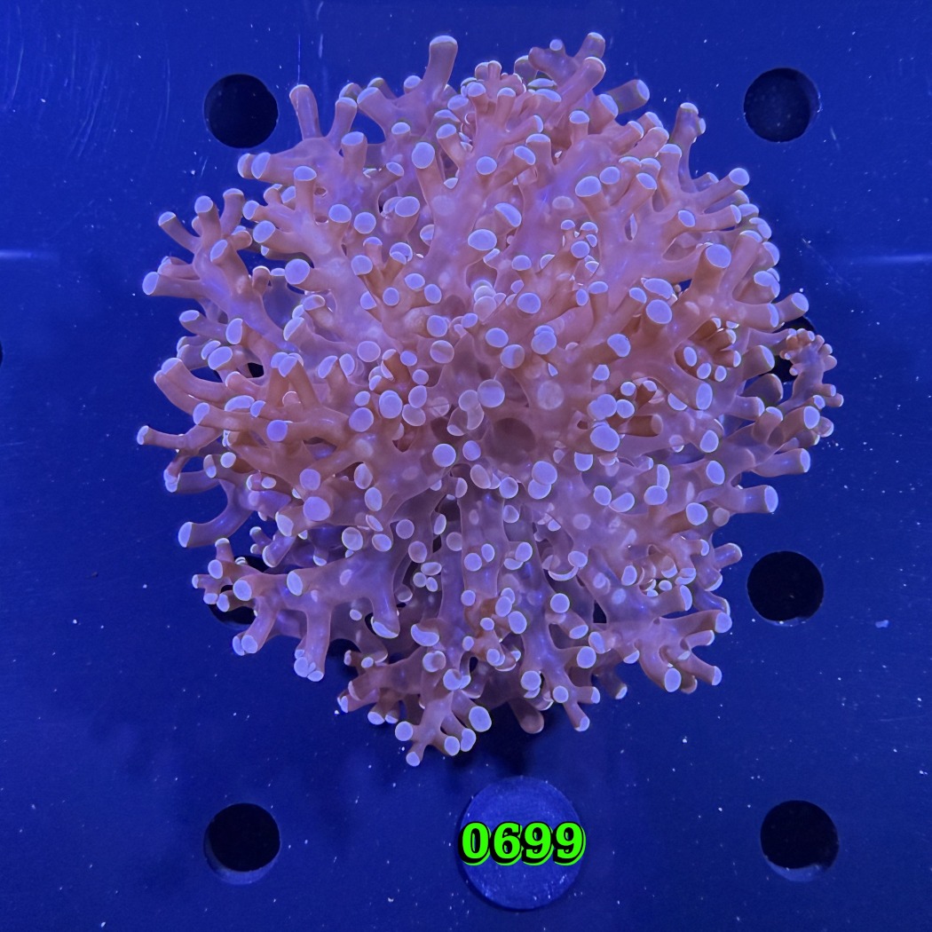 Euphyllia paradivisa - Froschlaichkoralle 0699
