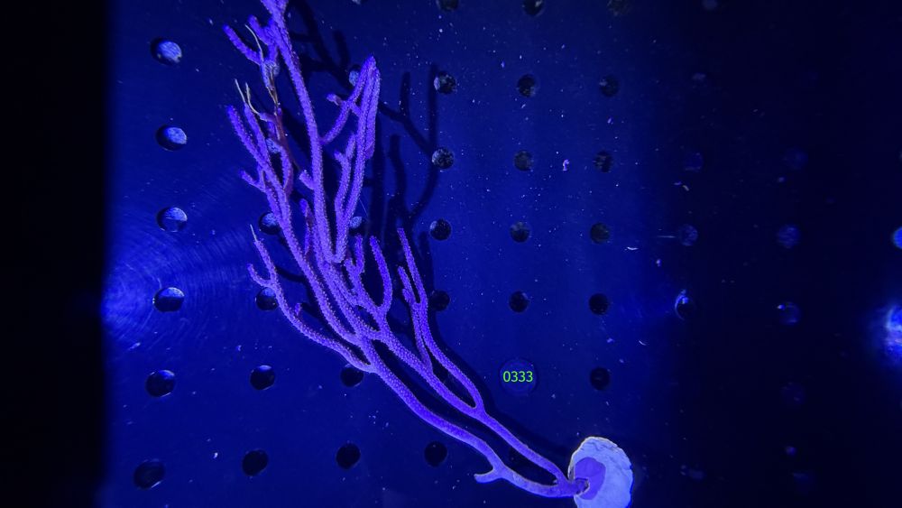 Plexaurella nutans - Gorgonie WYSIWYG 0333